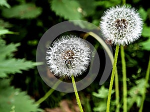 fluffy ripe dandelion on a blurred background, macro