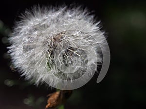 Fluffy ripe dandelion on a dark blurred background, macro