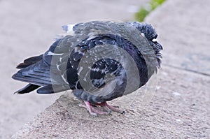 Pigeon