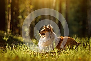 Fluffy sable color Sheltie dog in summer sunset forest. photo