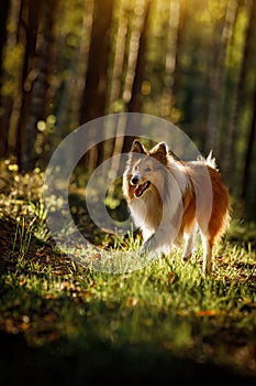 Fluffy sable color Sheltie dog in summer sunset forest. photo