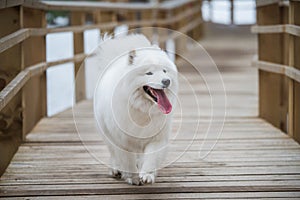 Fluffy Samoyed white dog is running on snow path road Balta kapa