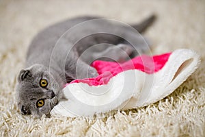 Fluffy Scottish Fold kitten lies on a fluffy beige carpet and plays with traditional Red Fluffy Christmas Santa Hat for Adults.