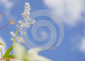 Fluffy seed head of grass