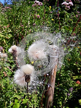 Fluffy seed heads of Creeping Thistle Cirsium Arvense wild flowers blowing in wind.