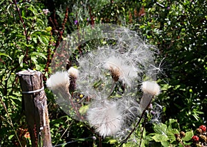 Fluffy seed heads of Creeping Thistle Cirsium Arvense wild flowers blowing in wind.