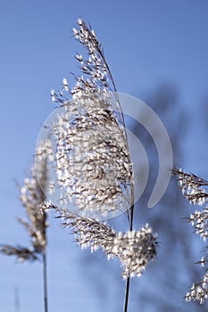 Reed panicles against the sky