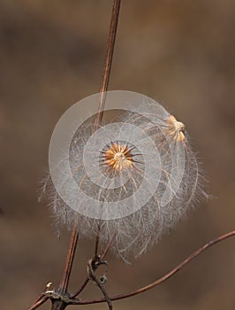 Fluffy seeds