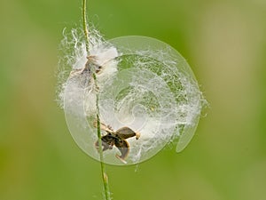 Fluffy seeds of commo cottongrass