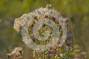 Fluffy seeds of a field thistle plant