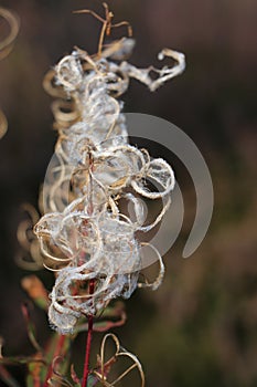 The fluffy seeds of fire weed photo