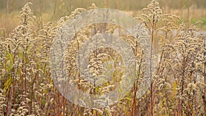 Fluffy seeds of a giant goldenrod plant in autumn