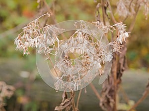 fluffy seeds of hemp-agrimony - Eupatorium cannabinum