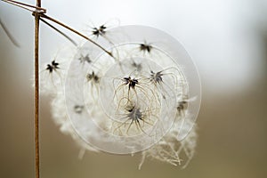 Fluffy seeds liane pods clematis