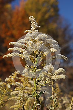 Fluffy seeds in a tall goldenrod in the autumn.