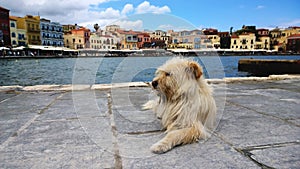 Fluffy shaggy homeless dog on the waterfront of Chania. Nice neat famous houses in the background