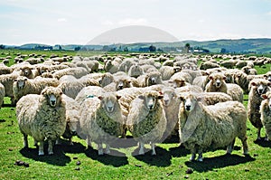 Fluffy Sheep photo
