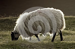 Fluffy sheep