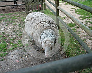 A fluffy sheep looks towards the camera from behind a rustic wooden fence in an outdoor farm setting. photo