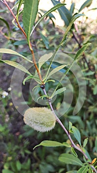 The maturation of the almond nut