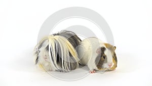 Fluffy Sheltie guinea pig is sitting with short-haired guinea pig at white background in studio. Slow motion.