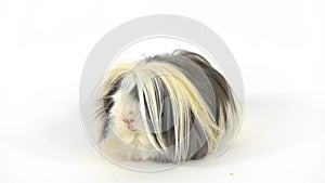 Fluffy Sheltie guinea pig at white background in studio. Slow motion.