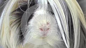 Fluffy Sheltie guinea pig at white background in studio. Slow motion. Close up