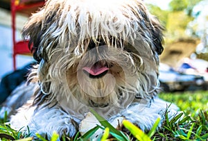 Fluffy shih tzu dog with pink tongue