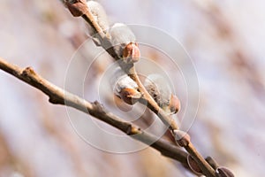 Fluffy shoots on willow branches in spring