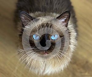 Fluffy Siamese cat with big blue eyes