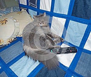 Fluffy siberian cat lying on the sofa