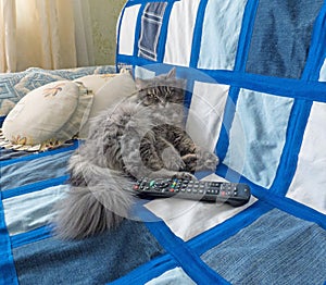 Fluffy siberian cat lying on the sofa