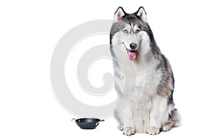 Fluffy Siberian Husky dog lying on a white background