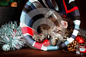 Fluffy siberian kitten with Christmas decorations. Brown background