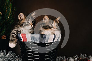 Fluffy siberian kittens with Christmas decorations. Brown background