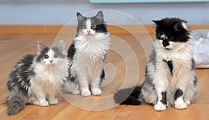 Fluffy siberian kittens white with black and with gray