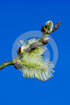 Fluffy silky catkins close-up