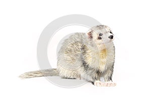 Fluffy silver ferret on white background posing for portrait in studio