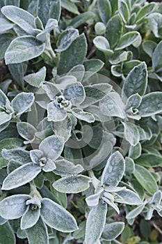 Fluffy silver landcover plant for garden Stachys byzantina photo