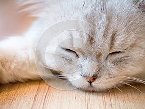 Fluffy sleeping cat