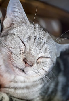 Fluffy sleeping cat