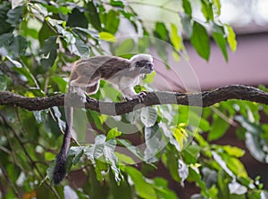 Fluffy small tamarins Oedipus running through the tree Werke in Singapore zoo