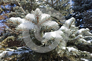 Fluffy snow on branches of blue spruce