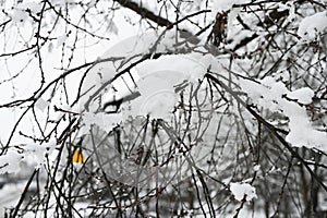 Fluffy snow lies on bare branches
