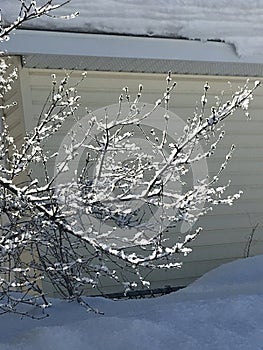 Fluffy Snow on Tree