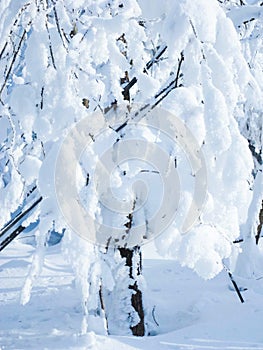 Fluffy snow tree branches