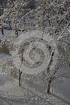 Fluffy snow on the trees