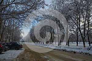 Fluffy snow on the trees