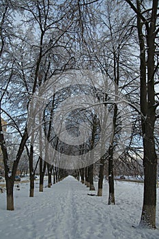 Fluffy snow on the trees