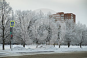 Fluffy snow on the trees